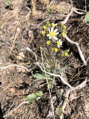 Senecio integerrimus ochroleucus