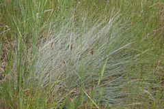 Festuca roemeri