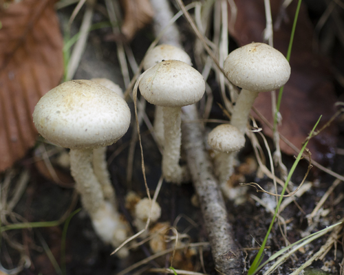 sticky scalycap