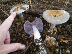 Cortinarius taylorianus