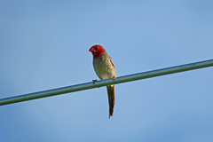 Neochmia phaeton phaeton