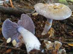 Cortinarius taylorianus