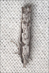 Holocola melanographa