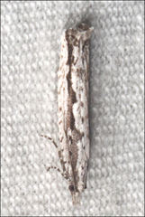 Holocola melanographa