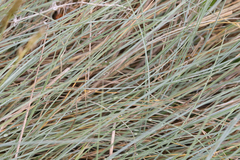 Festuca roemeri