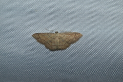 Cyclophora coecaria