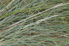 Festuca roemeri