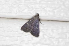 Bleptina flaviguttalis