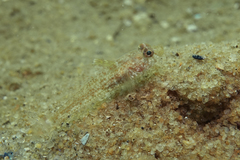 Nesogobius pulchellus