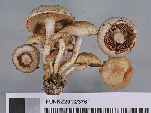 sticky scalycap