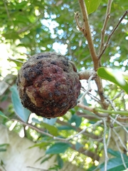 Hydnocarpus pentandrus