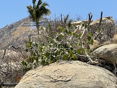 Ficus petiolaris palmeri