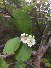 Crataegus scabrida