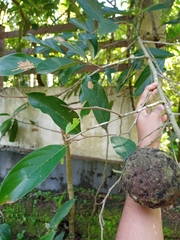 Hydnocarpus pentandrus