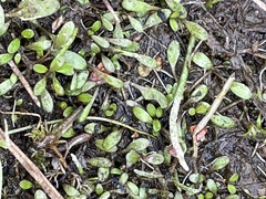 Glossostigma elatinoides