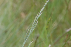 Festuca roemeri