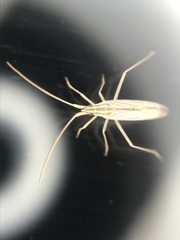 Trigonotylus pulcher