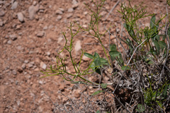 Eriogonum thompsoniae