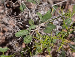 Eriogonum thompsoniae