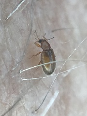 Corticarina