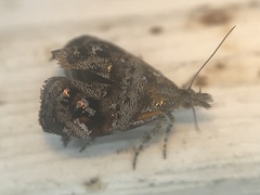 Tebenna gnaphaliella