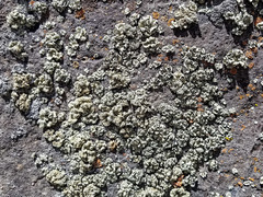 Protoparmeliopsis peltata