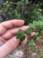 Acer glabrum diffusum