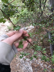 Acer glabrum diffusum