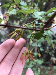 Acer glabrum diffusum
