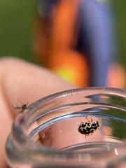 Anisosticta bitriangularis