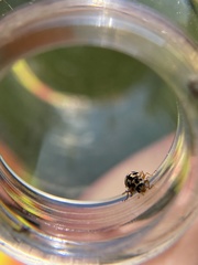 Anisosticta bitriangularis