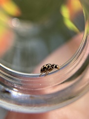 Anisosticta bitriangularis