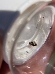 Anisosticta bitriangularis