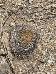 Mammillaria peninsularis