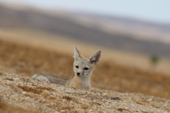 Vulpes macrotis mutica