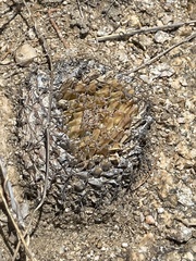 Mammillaria peninsularis