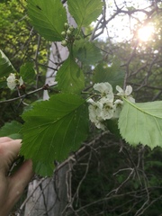 Crataegus scabrida