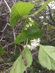 Crataegus scabrida