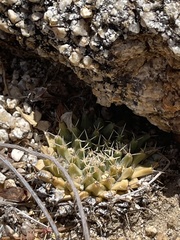 Mammillaria peninsularis