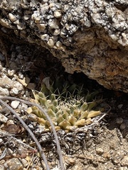 Mammillaria peninsularis
