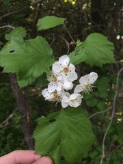 Crataegus coccinioides