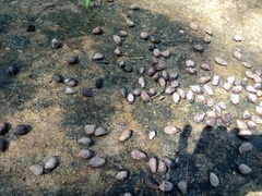 Hydnocarpus pentandrus