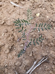 Astragalus subcinereus