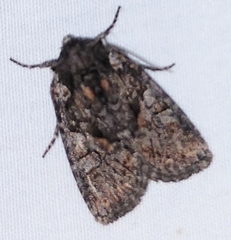 Chytonix palliatricula