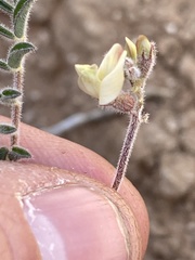 Astragalus subcinereus