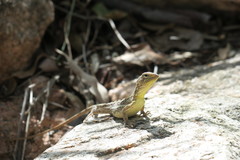 Diporiphora