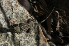 Diporiphora