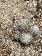 Mammillaria schumannii