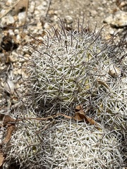 Mammillaria schumannii