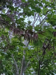 Cercis chinensis